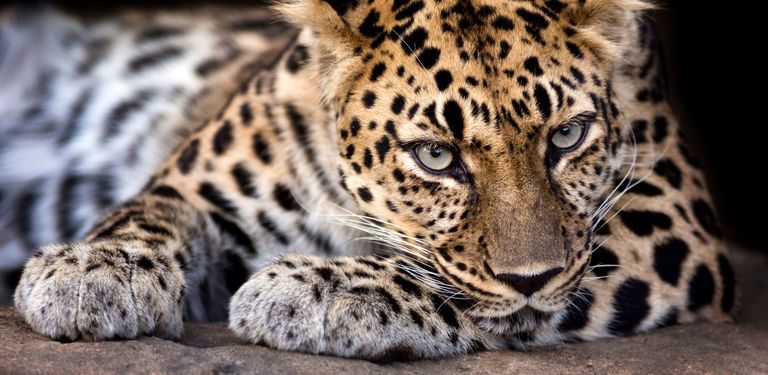 Amur Leopard
