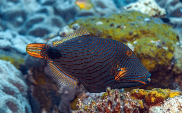 Orange-lined Triggerfish