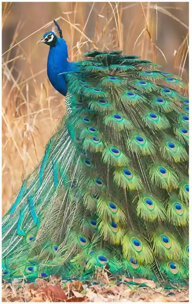Peacock