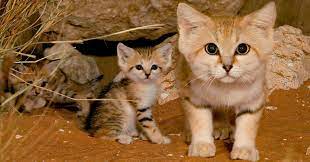 Sand Cat