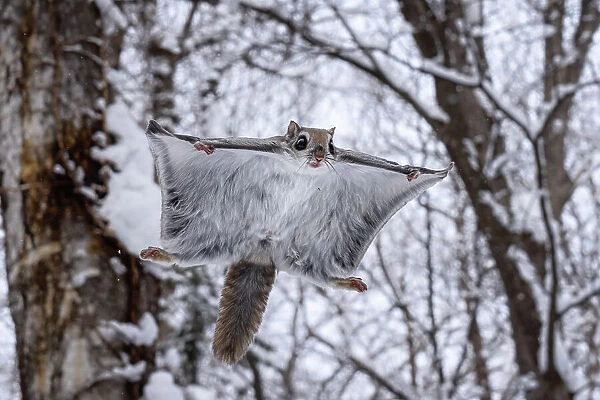 Siberian Flying Squirrel