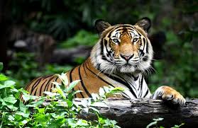 Sumatran Tiger